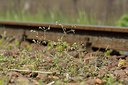 BUITEN BEELD Foto: 238686