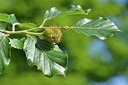 BUITEN BEELD Foto: 238713