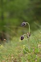 BUITEN BEELD Foto: 238779