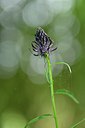 BUITEN BEELD Foto: 238804