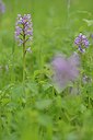 BUITEN BEELD Foto: 238905