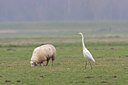 BUITEN BEELD Foto: 23058