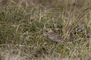 BUITEN BEELD Foto: 23165