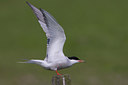 BUITEN BEELD Foto: 23167