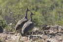 BUITEN BEELD Foto: 23187