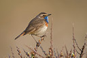 BUITEN BEELD Foto: 23193