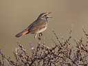 BUITEN BEELD Foto: 23196