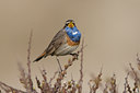 BUITEN BEELD Foto: 23198