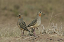 BUITEN BEELD Foto: 23220