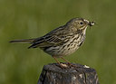 BUITEN BEELD Foto: 23283
