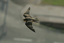 BUITEN BEELD Foto: 23316