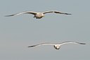 BUITEN BEELD Foto: 23390