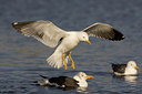 BUITEN BEELD Foto: 23418