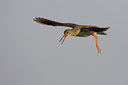 BUITEN BEELD Foto: 23433