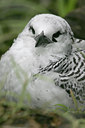 BUITEN BEELD Foto: 23458