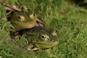 BUITEN BEELD Foto: 23557