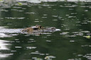 BUITEN BEELD Foto: 23575