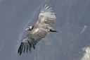 BUITEN BEELD Foto: 23622