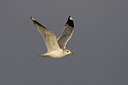 BUITEN BEELD Foto: 23669