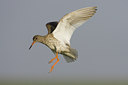 BUITEN BEELD Foto: 23673