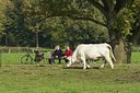 BUITEN BEELD Foto: 23702