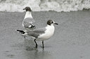 BUITEN BEELD Foto: 23740
