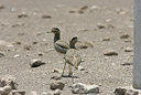 BUITEN BEELD Foto: 23746