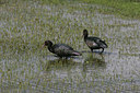 BUITEN BEELD Foto: 23752