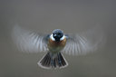 BUITEN BEELD Foto: 23759
