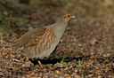 BUITEN BEELD Foto: 23793