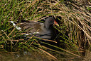 BUITEN BEELD Foto: 23802
