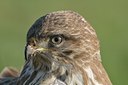 BUITEN BEELD Foto: 23824