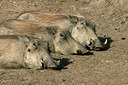 BUITEN BEELD Foto: 23898