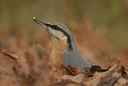 BUITEN BEELD Foto: 23927