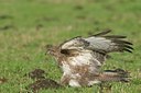 BUITEN BEELD Foto: 23964