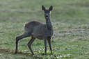 BUITEN BEELD Foto: 239093