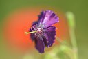 BUITEN BEELD Foto: 239098