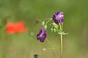 BUITEN BEELD Foto: 239099