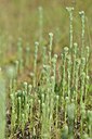 BUITEN BEELD Foto: 239128