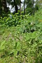 BUITEN BEELD Foto: 239182
