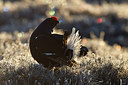 BUITEN BEELD Foto: 239218