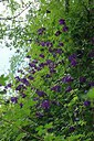 BUITEN BEELD Foto: 239378