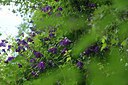 BUITEN BEELD Foto: 239379