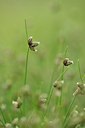 BUITEN BEELD Foto: 239466