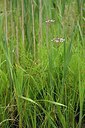 BUITEN BEELD Foto: 239562