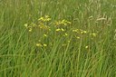 BUITEN BEELD Foto: 239603