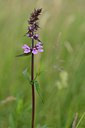 BUITEN BEELD Foto: 239605