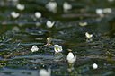 BUITEN BEELD Foto: 239728