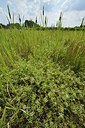 BUITEN BEELD Foto: 239857