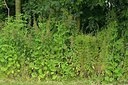 BUITEN BEELD Foto: 239964